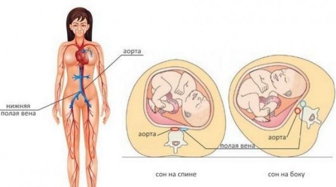 5 месяц беременности: УЗИ, определение пола и рекомендации