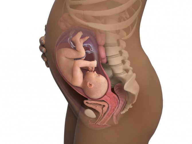 7 месяц беременности: развитие плода, ощущения беременной, декретный отпуск