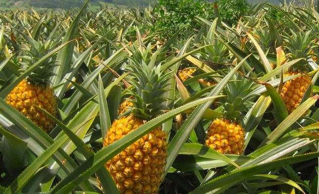 pineapples on the plantation