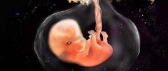 Эмбрион на 7 неделе беременности