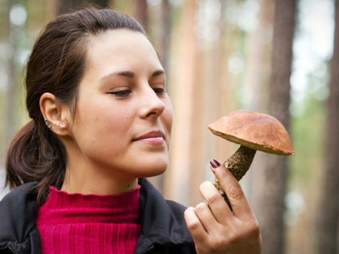 How to properly pick mushrooms in the forest