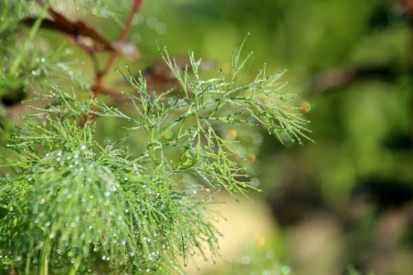 How to properly use dill for weight loss, reviews of dill water and diet
