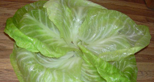 cabbage leaf compress for lactostasis