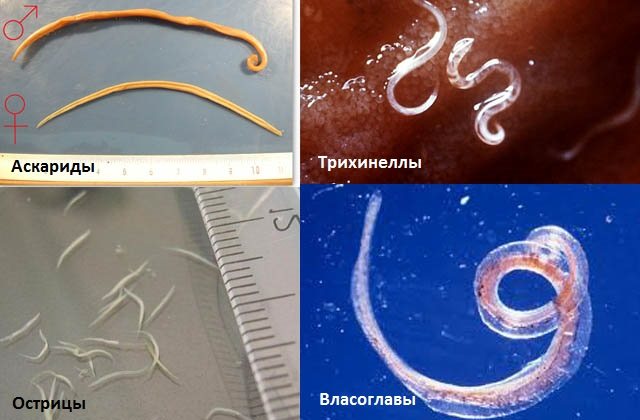 Roundworms (nematodes)