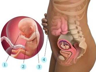 fetus and mother 13 week