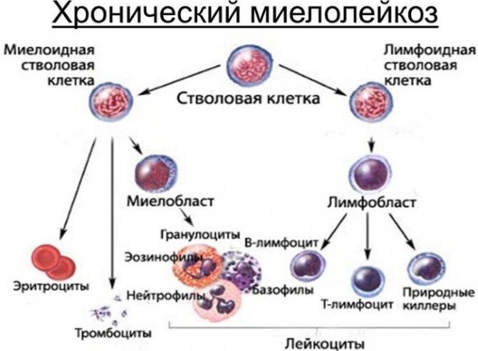 Elevated platelets in the child&#39;s blood. Normal, reasons for deviations, what to do 