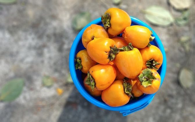Allowed varieties of persimmon during lactation